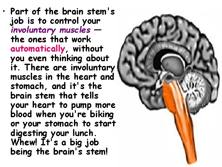 • Part of the brain stem's job is to control your involuntary muscles • Part of the brain stem's job is to control your involuntary muscles