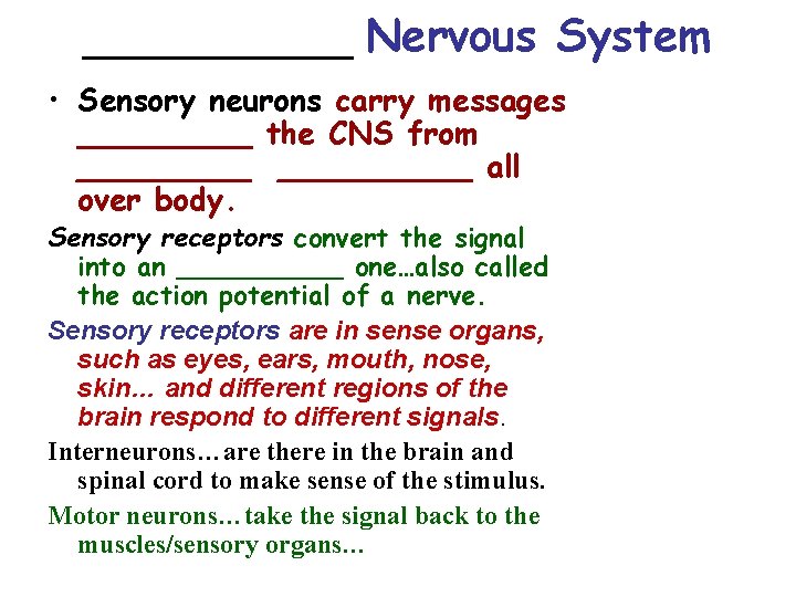 ______ Nervous System • Sensory neurons carry messages _____ the CNS from __________ all
