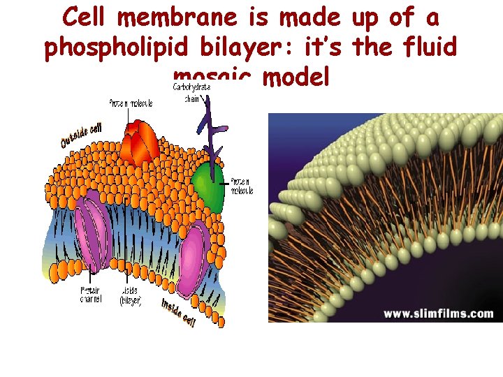Cell membrane is made up of a phospholipid bilayer: it’s the fluid mosaic model Cell membrane is made up of a phospholipid bilayer: it’s the fluid mosaic model