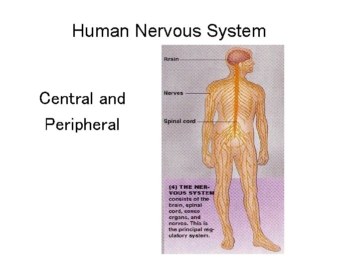 Human Nervous System Central and Peripheral 