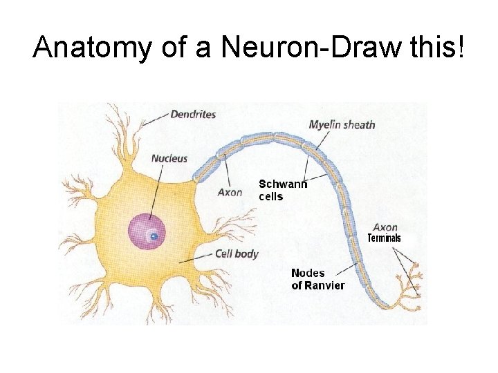 Anatomy of a Neuron-Draw this! Anatomy of a Neuron-Draw this!