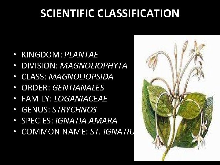 SCIENTIFIC CLASSIFICATION • • KINGDOM: PLANTAE DIVISION: MAGNOLIOPHYTA CLASS: MAGNOLIOPSIDA ORDER: GENTIANALES FAMILY: LOGANIACEAE