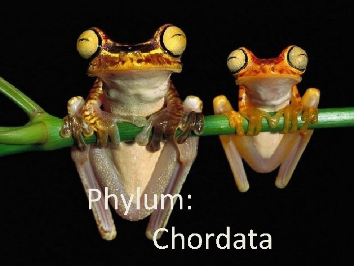 Phylum Chordata Phylum: Chordata 