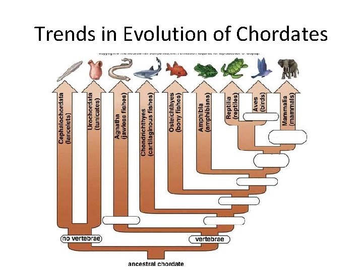 Trends in Evolution of Chordates 