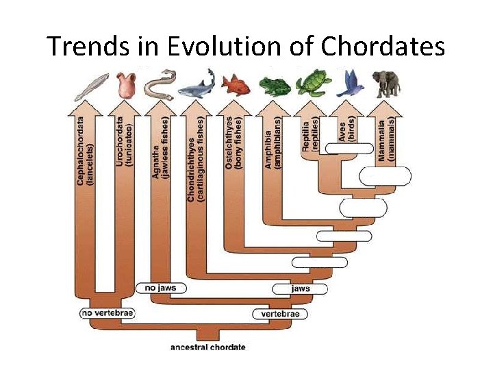 Trends in Evolution of Chordates 