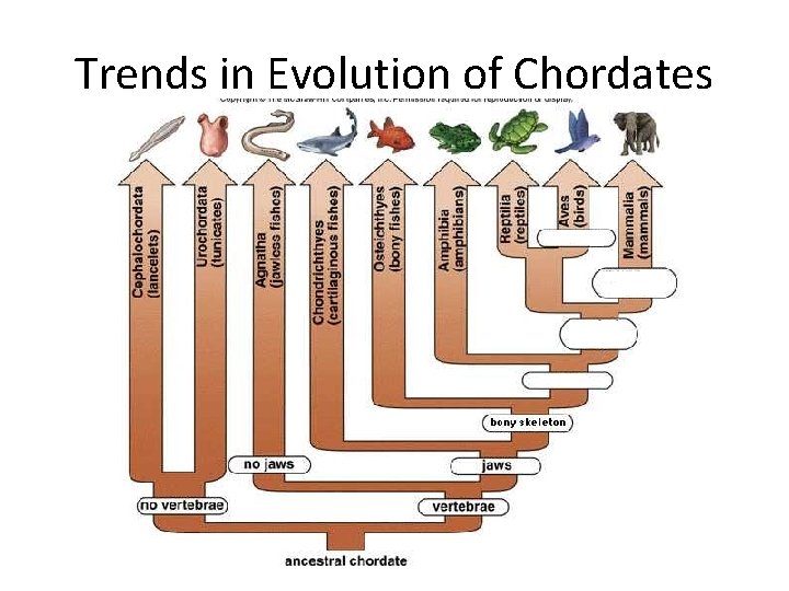 Trends in Evolution of Chordates 