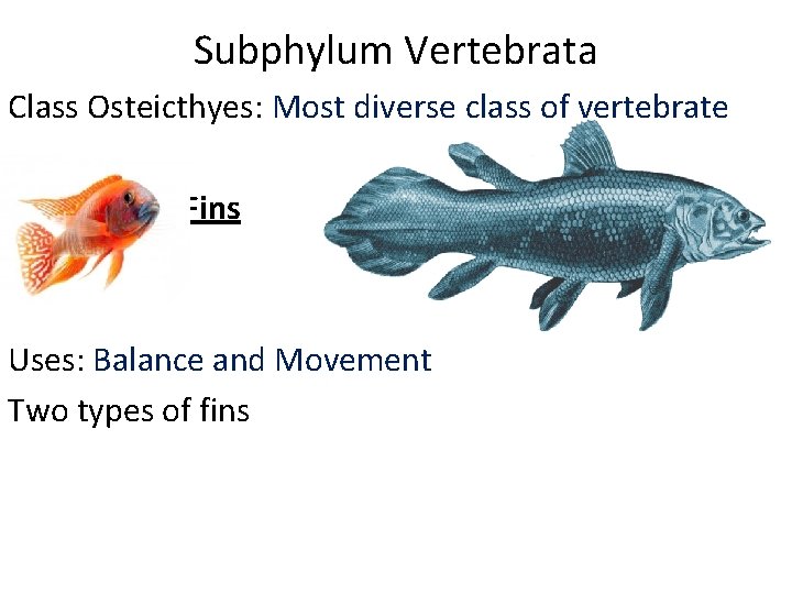 Subphylum Vertebrata Class Osteicthyes: Most diverse class of vertebrate Fins Uses: Balance and Movement