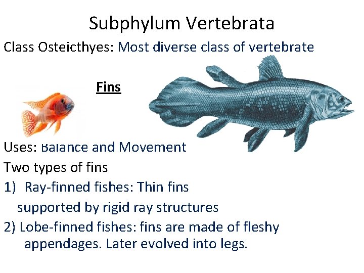Subphylum Vertebrata Class Osteicthyes: Most diverse class of vertebrate Fins Uses: Balance and Movement