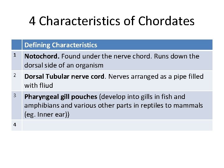 4 Characteristics of Chordates 1 Defining Characteristics Notochord. Found under the nerve chord. Runs