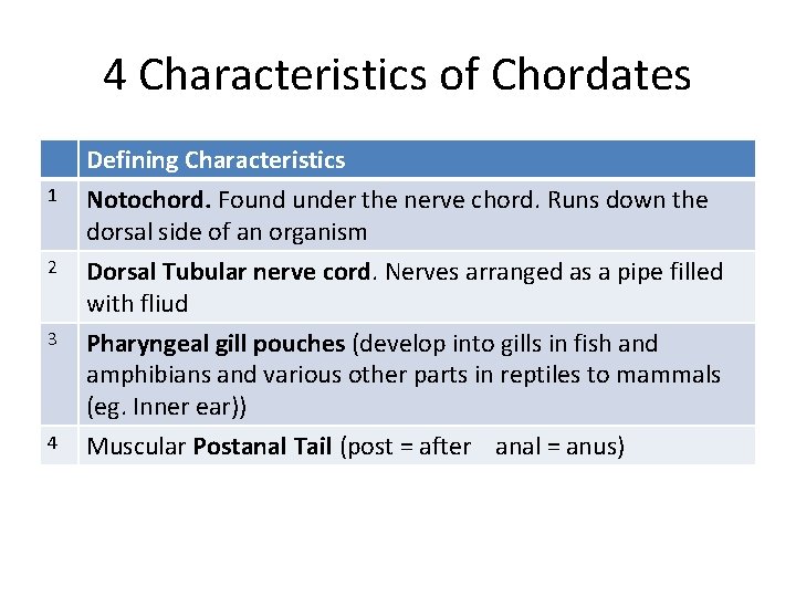 4 Characteristics of Chordates 1 Defining Characteristics Notochord. Found under the nerve chord. Runs