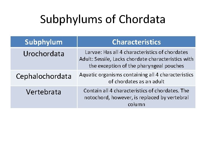 Subphylums of Chordata Subphylum Urochordata Characteristics Larvae: Has all 4 characteristics of chordates Adult: