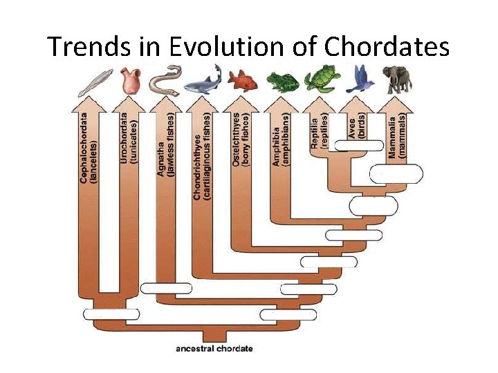Trends in Evolution of Chordates 