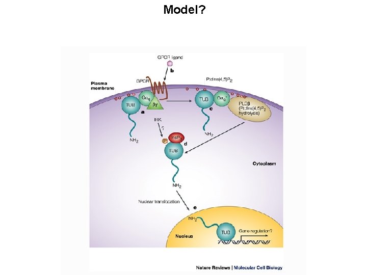View of Structure to Elucidate Mechanism Detailed structural information can