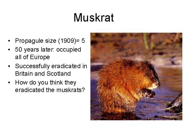 Muskrat • Propagule size (1909)= 5 • 50 years later: occupied all of Europe