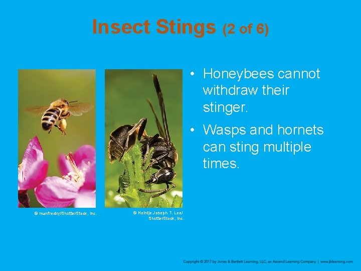 Insect Stings (2 of 6) • Honeybees cannot withdraw their stinger. • Wasps and