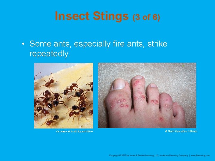 Insect Stings (3 of 6) • Some ants, especially fire ants, strike repeatedly. Courtesy