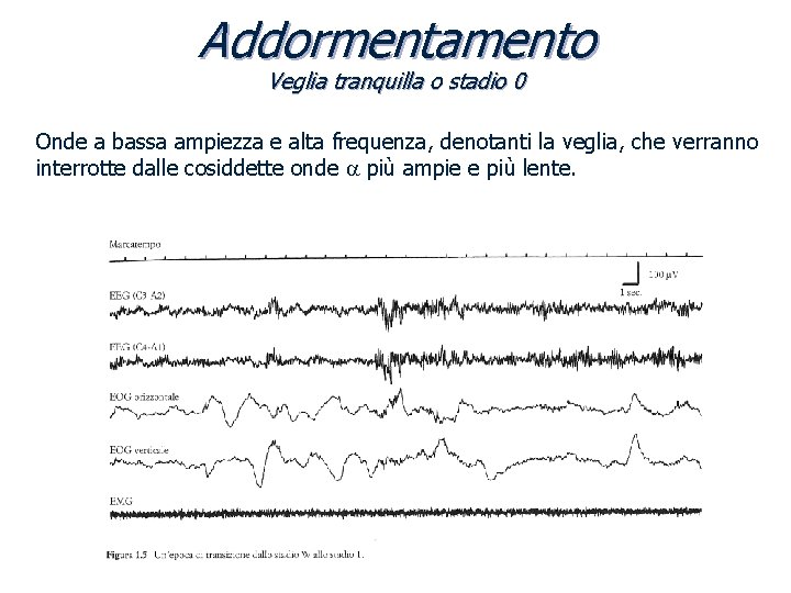 Addormentamento Veglia tranquilla o stadio 0 Onde a bassa ampiezza e alta frequenza, denotanti