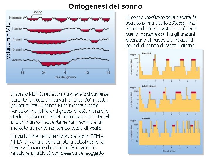 Ontogenesi del sonno Maturazione SNC Al sonno polifasico della nascita fa seguito prima quello