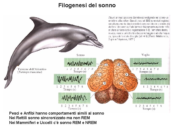 Filogenesi del sonno Pesci e Anfibi hanno comportamenti simili al sonno Nei Rettili sonno