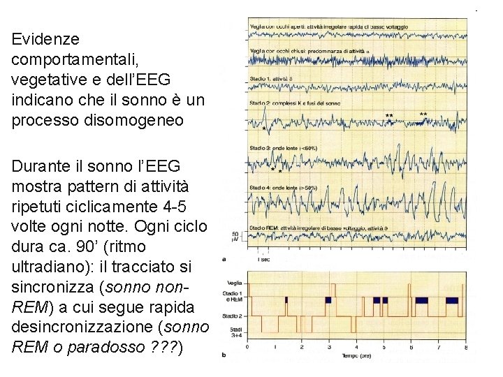 Evidenze comportamentali, vegetative e dell’EEG indicano che il sonno è un processo disomogeneo Durante
