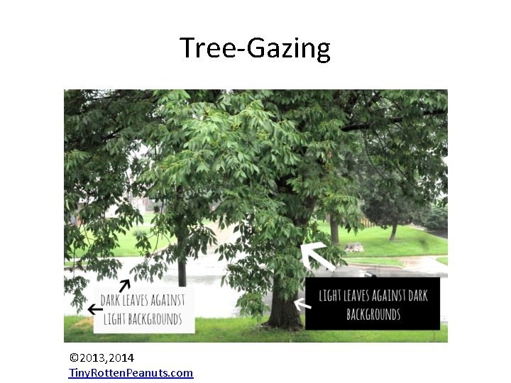 Tree-Gazing © 2013, 2014 Tiny. Rotten. Peanuts. com Tree-Gazing © 2013, 2014 Tiny. Rotten. Peanuts. com