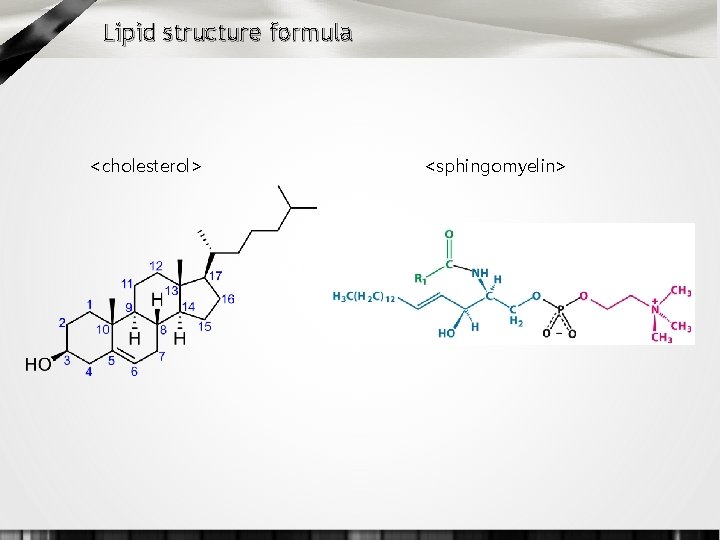 Lipid structure formula <cholesterol> <sphingomyelin> 