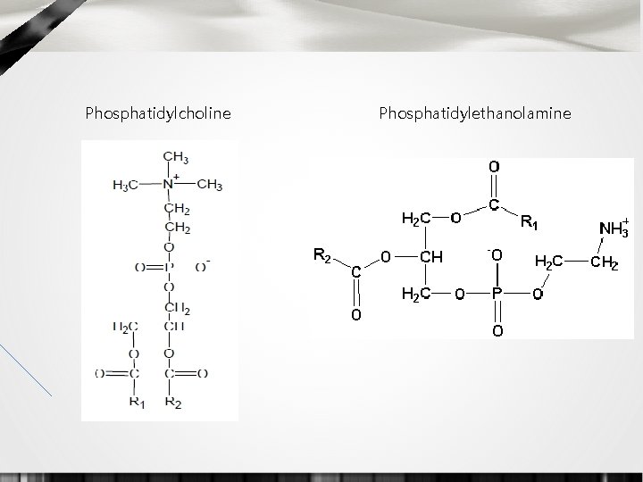 Phosphatidylcholine Phosphatidylethanolamine 