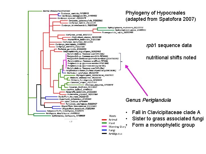 Phylogeny of Hypocreales (adapted from Spatofora 2007) rpb 1 sequence data nutritional shifts noted