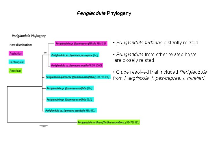 Periglandula Phylogeny • Periglandula turbinae distantly related • Periglandula from other related hosts are