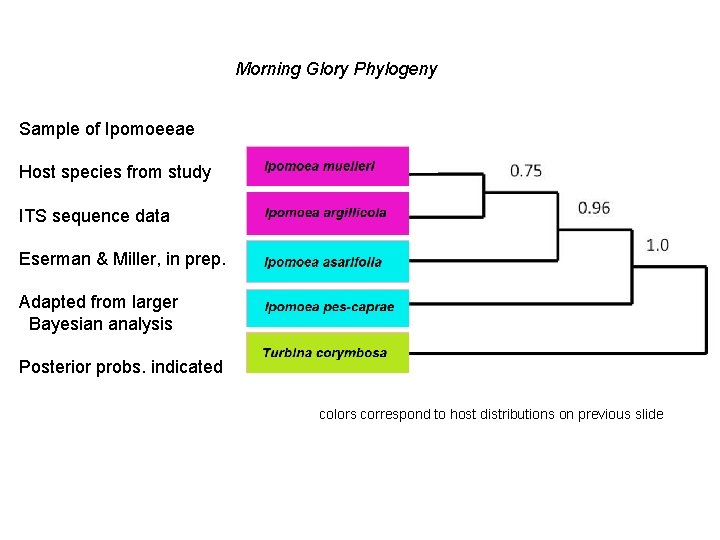 Morning Glory Phylogeny Sample of Ipomoeeae Host species from study ITS sequence data Eserman