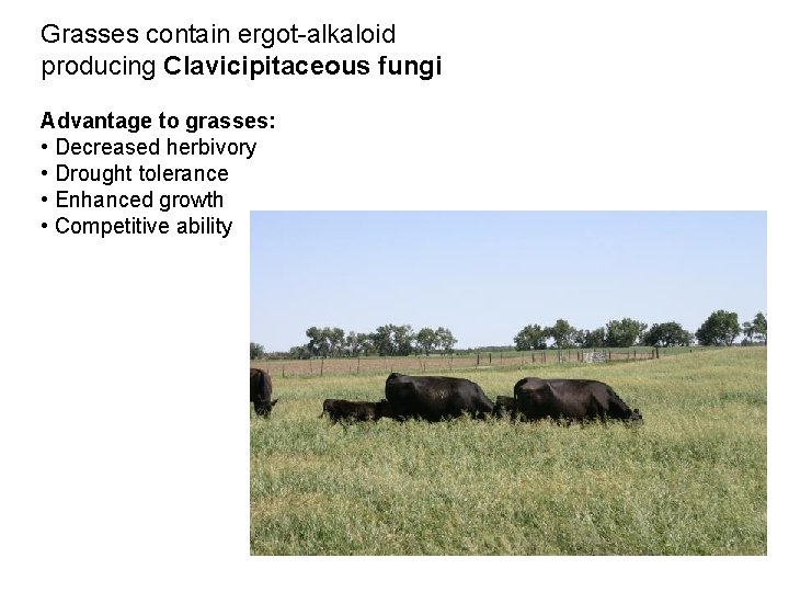 Grasses contain ergot-alkaloid producing Clavicipitaceous fungi Advantage to grasses: • Decreased herbivory • Drought