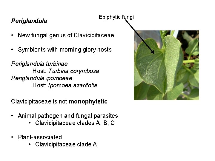 Periglandula Epiphytic fungi • New fungal genus of Clavicipitaceae • Symbionts with morning glory