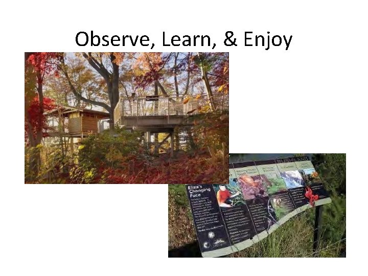 Observe, Learn, & Enjoy 