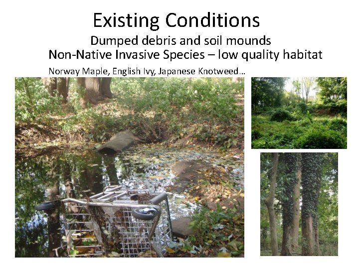 Existing Conditions Dumped debris and soil mounds Non-Native Invasive Species – low quality habitat