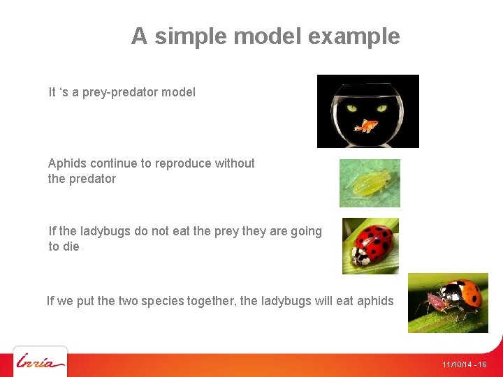 A simple model example It ‘s a prey-predator model Aphids continue to reproduce without