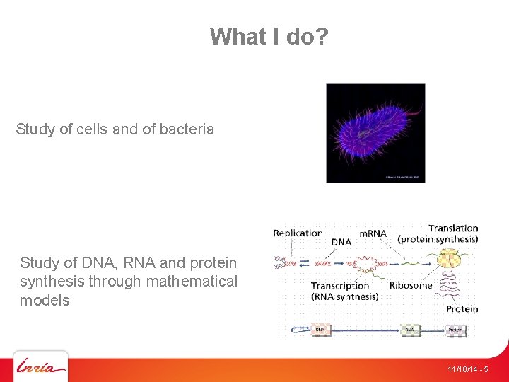 What I do? Study of cells and of bacteria Study of DNA, RNA and