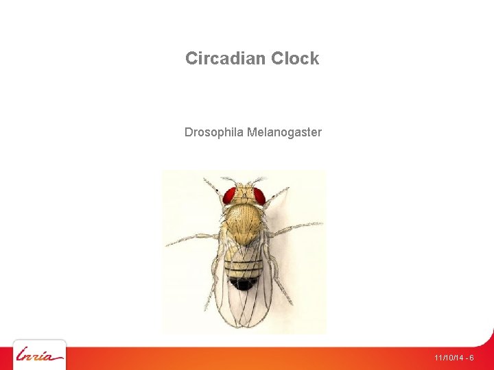 Circadian Clock Drosophila Melanogaster 11/10/14 - 6 