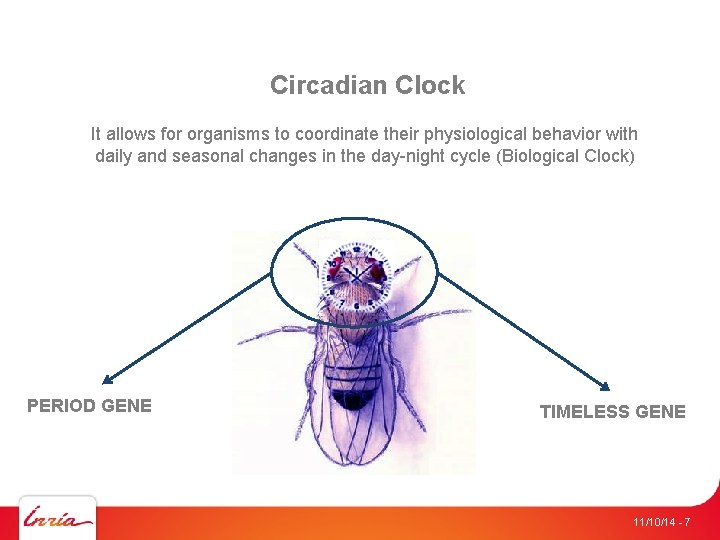 Circadian Clock It allows for organisms to coordinate their physiological behavior with daily and