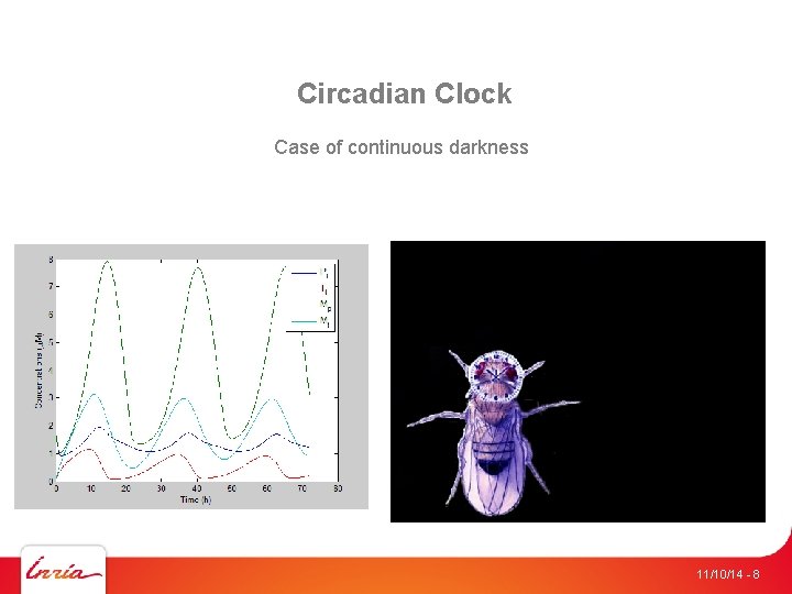 Circadian Clock Case of continuous darkness 11/10/14 - 8 