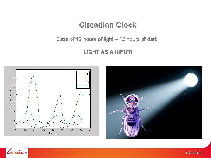 Circadian Clock Case of 12 hours of light – 12 hours of dark LIGHT