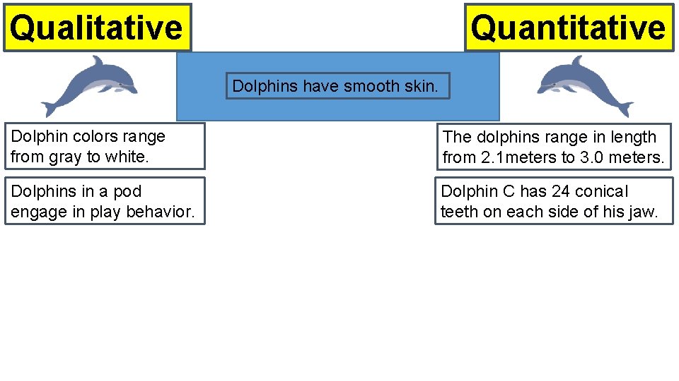 Quantitative Qualitative Dolphins have smooth skin. Dolphin colors range from gray to white. The