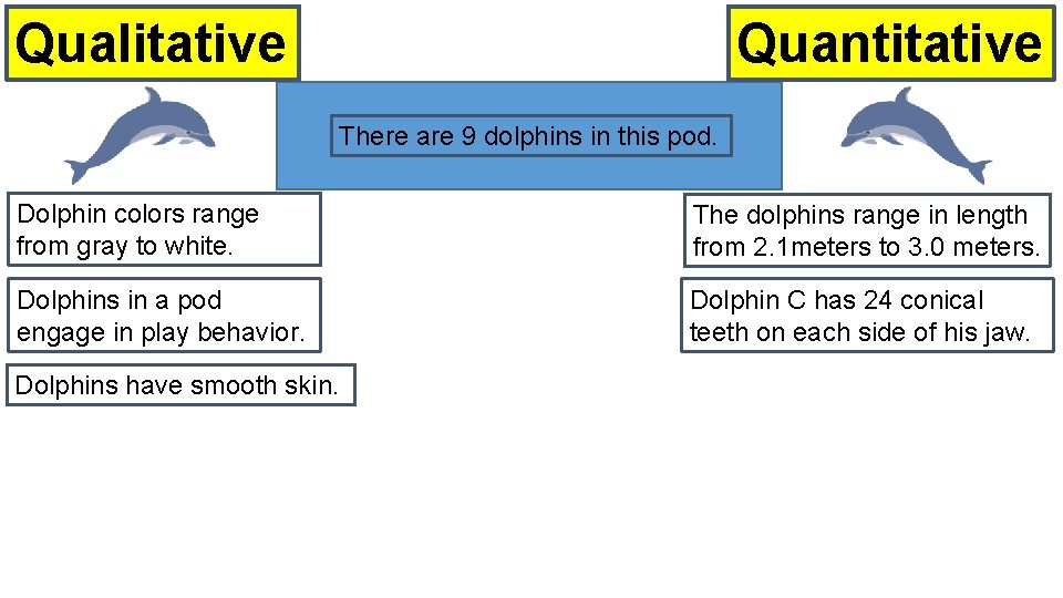 Quantitative Qualitative There are 9 dolphins in this pod. Dolphin colors range from gray