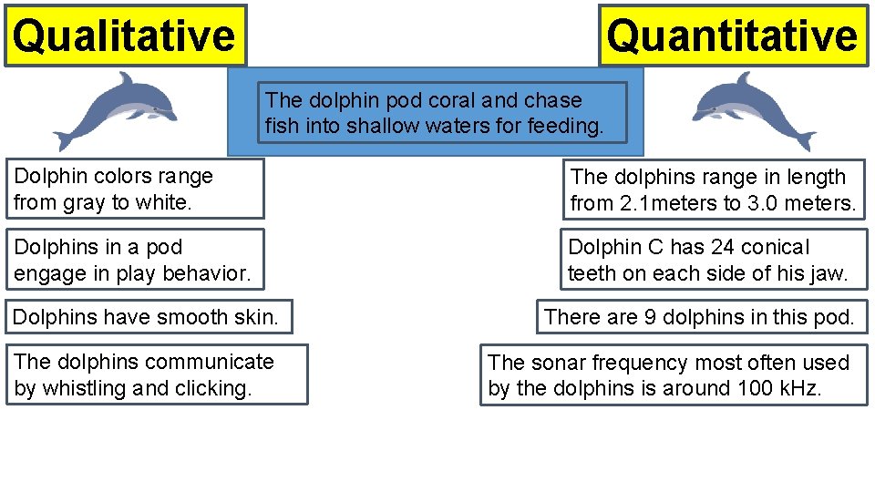 Quantitative Qualitative The dolphin pod coral and chase fish into shallow waters for feeding.