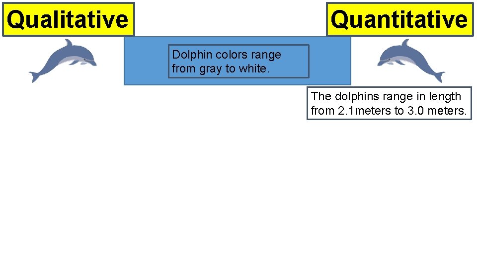 Quantitative Qualitative Dolphin colors range from gray to white. The dolphins range in length