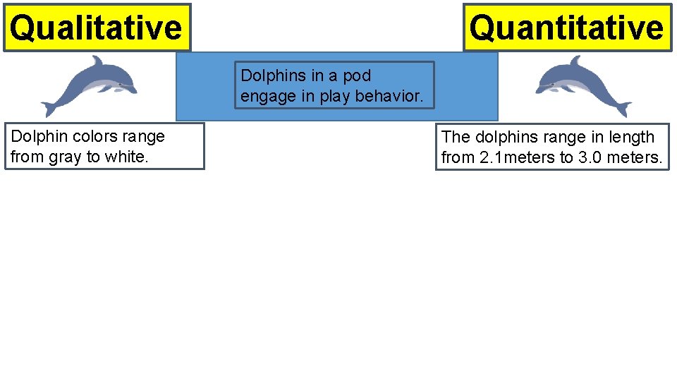 Quantitative Qualitative Dolphins in a pod engage in play behavior. Dolphin colors range from