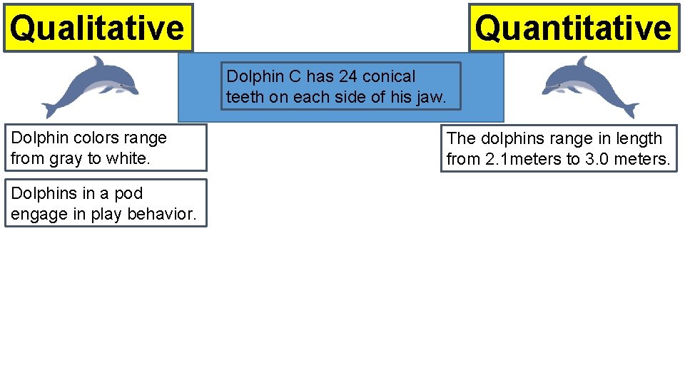 Quantitative Qualitative Dolphin C has 24 conical teeth on each side of his jaw.