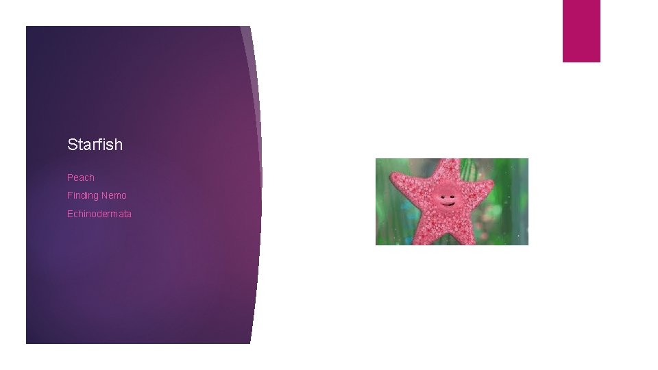 Starfish Peach Finding Nemo Echinodermata 