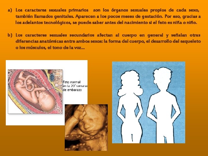 a) Los caracteres sexuales primarios son los órganos sexuales propios de cada sexo, también a) Los caracteres sexuales primarios son los órganos sexuales propios de cada sexo, también