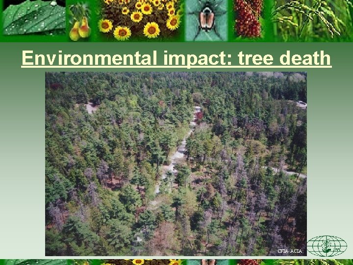 Environmental impact: tree death CFIA-ACIA 