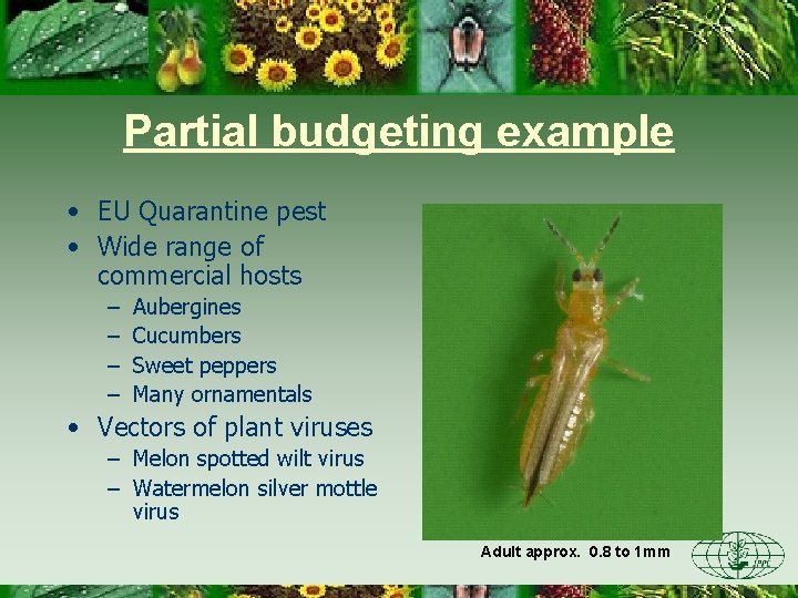 Partial budgeting example • EU Quarantine pest • Wide range of commercial hosts –